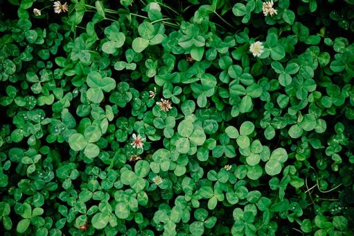 たくさんのクローバー clover たくさんのクローバー cloverの写真