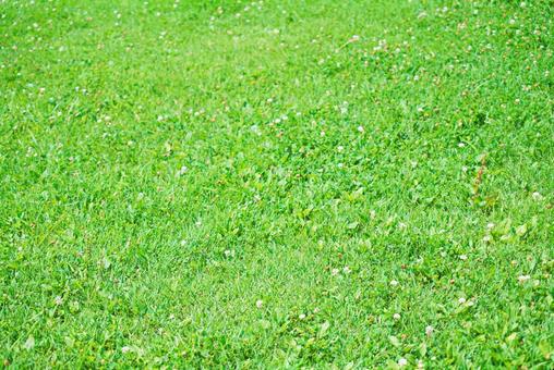 シロツメクサの写真