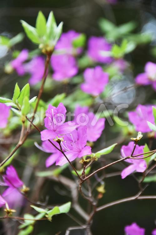 ヤマツツジ（山躑躅） ヤマツツジ,ツツジ,花の写真素材
