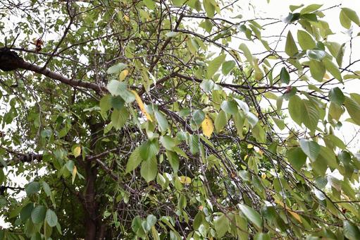 紅葉を迎える葉っぱ ヒトツバタコ,木々,樹木の写真素材