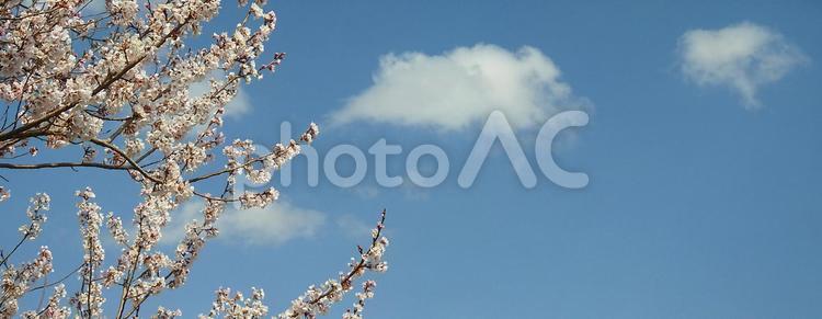 桜と青空のコピースペース 桜,花見,３月の写真素材