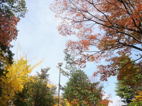 彩り紅葉 紅葉,空,秋の写真素材