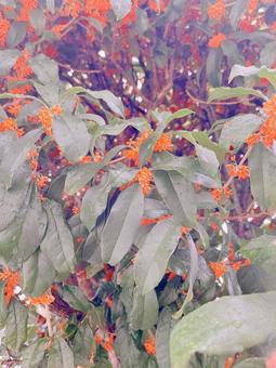 金木犀 金木犀,キンモクセイ,kinmokuseiの写真素材