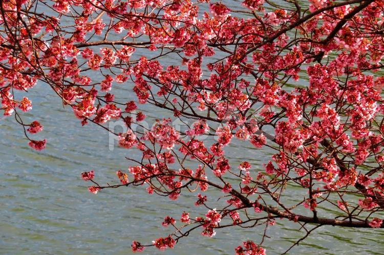 ２月上旬の福成寺の寒桜の花 背景,寒桜,桜の写真素材
