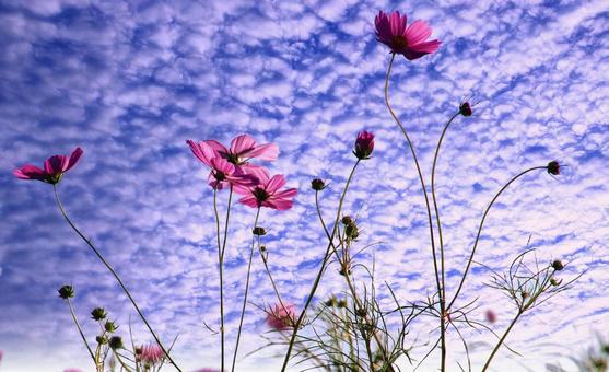 秋桜の花と秋の空雲 秋桜の花と秋の空雲 秋桜,秋空,秋の写真素材