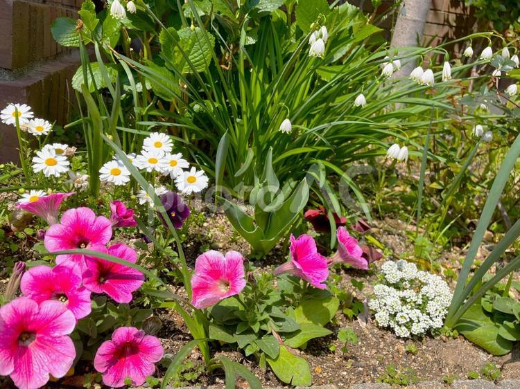 花壇のさまざまなお花たち 花,サフィニア,スズランの写真素材