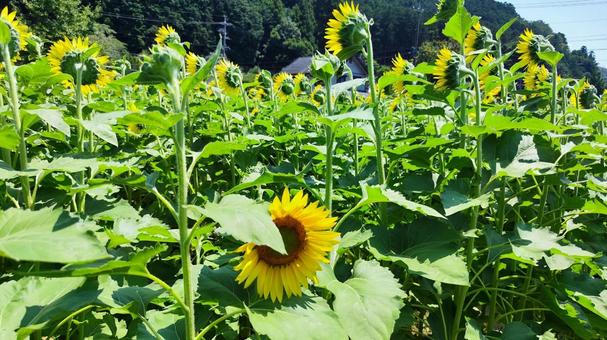 夏を抱きしめる花畑 ひまわり,洲原ひまわりの里,黄金色の花畑の写真素材