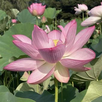 キレイなピンク色のハスの花 キレイなピンク色のハスの花 ハス,蓮,ピンクの写真素材