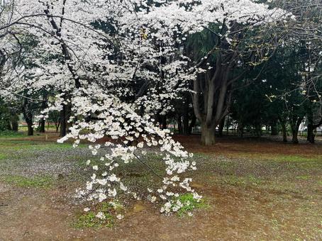 公園の桜 公園の桜の写真