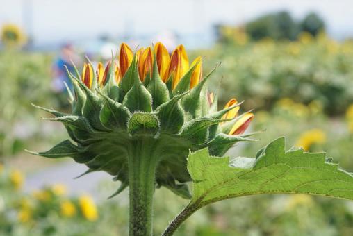 ヒマワリの後ろ姿 ヒマワリの後ろ姿 ひまわり,後ろ,姿の写真素材