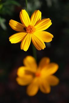 １０月中旬の陽の当たるキバナコスモス キバナコスモス,花,植物の写真素材