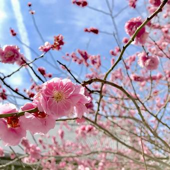 梅の花 梅の花 自然,花,景色の写真素材