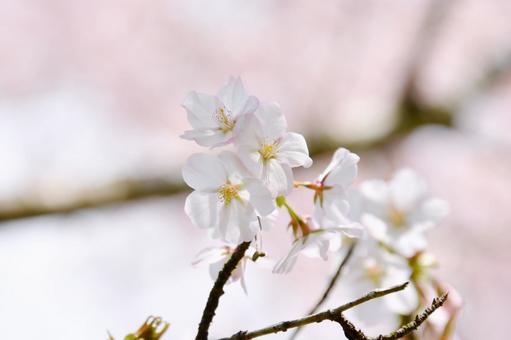 大山桜 大山桜の写真