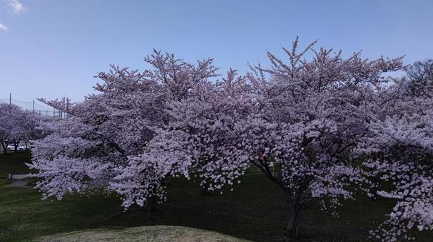 桜満開 桜満開 桜,ソメイヨシノ,満開の写真素材