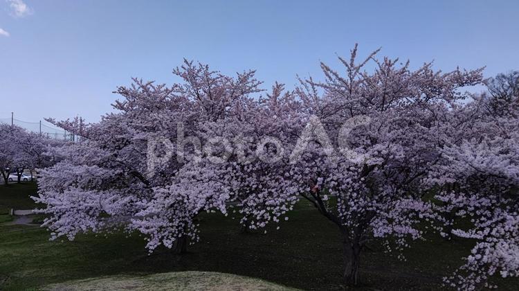 桜満開 桜,ソメイヨシノ,満開の写真素材