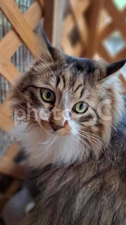 にゃんこあんず モフモフ,男前,おっとりの写真素材