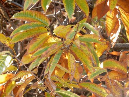 【紅葉写真】栗の葉の紅葉 栗,クリ,葉の写真素材