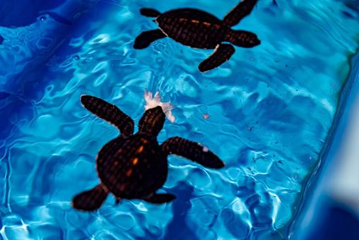 小笠原諸島・父島 アオウミガメ 小笠原諸島・父島 アオウミガメ ウミガメ,小笠原諸島,亀の写真素材