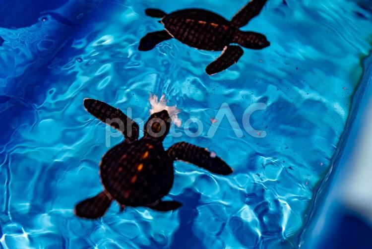 小笠原諸島・父島　アオウミガメ ウミガメ,小笠原諸島,亀の写真素材
