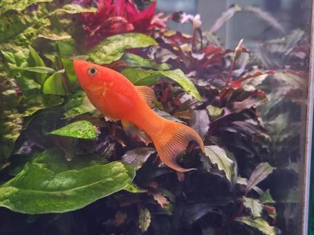 イエローモーリー 2 イエローモーリー,熱帯魚,魚の写真素材