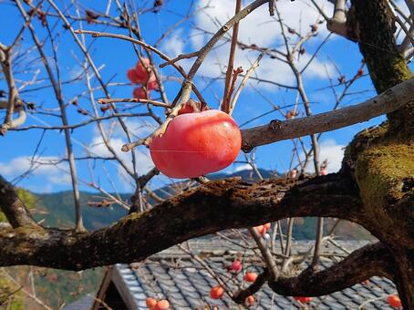 秋の風景　柿 柿,木,木守柿の写真素材