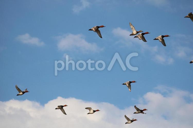 羽根の交差点 群れ,鳥,飛翔の写真素材