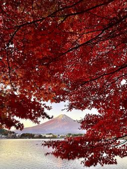 秋色の紅葉と朝日を浴びる富士山 富士山,河口湖,紅葉の写真素材