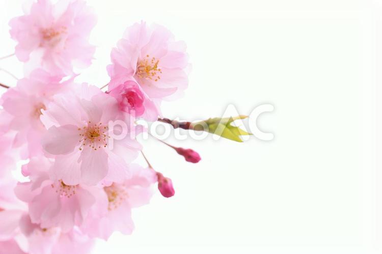 ふんわりとした桜　１ 桜,枝垂桜,春の写真素材