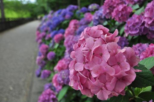 アジサイロードの写真
