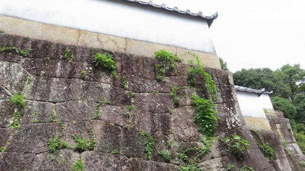 隨念寺 境内の風景 白土塀 隨念寺 境内の風景 白土塀 隨念寺,神社仏閣,寺の写真素材