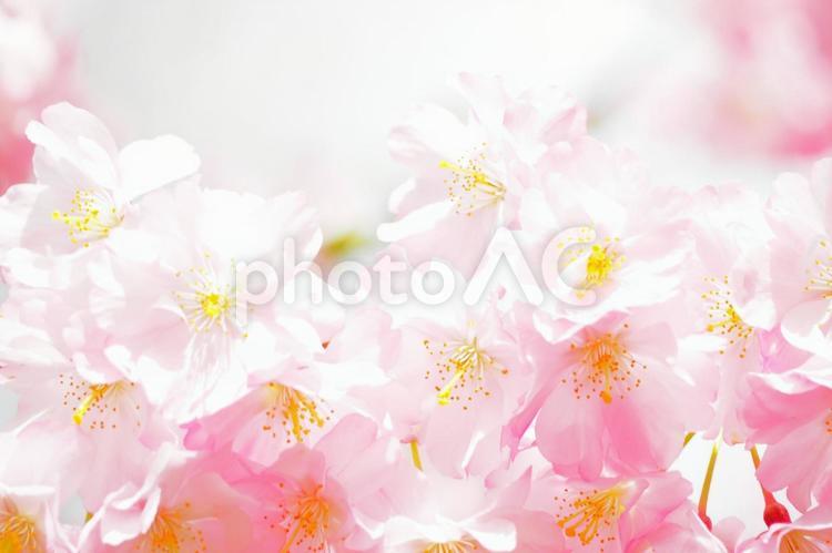 ピンク色サクラの花フレーム春の背景素材 桜,サクラ,全面の写真素材