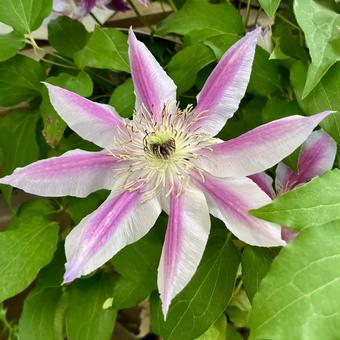 花★クレマチス 花★クレマチスの写真