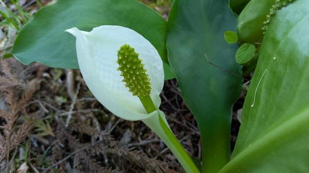 Skunk cabbage, JPG Skunk cabbage, JPG