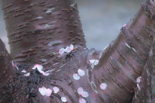 木のベッド 木のベッド 春,桜,お花見の写真素材