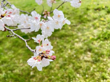 The Beginning of Spring, JPG