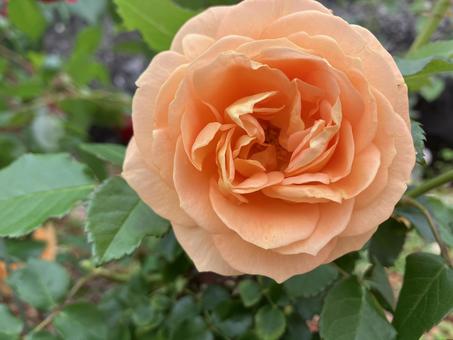 Orange Rose, JPG Orange Rose, JPG