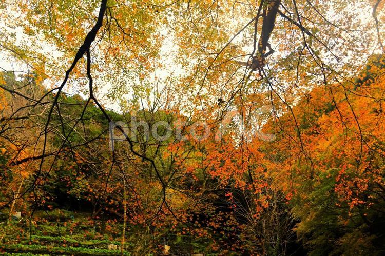 伊豆のワサビ田の綺麗な紅葉 綺麗な紅葉,ワサビ田,伊豆の写真素材