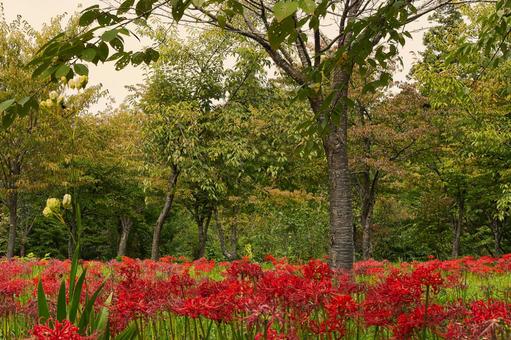 木々を背景に広がる赤い彼岸花畑の絨毯 木々を背景に広がる赤い彼岸花畑の絨毯 彼岸花,曼珠沙華,花畑の写真素材