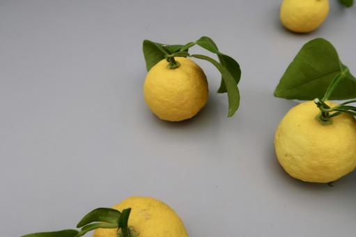 柚子　ころころ 柚子,ユズ,果物の写真素材