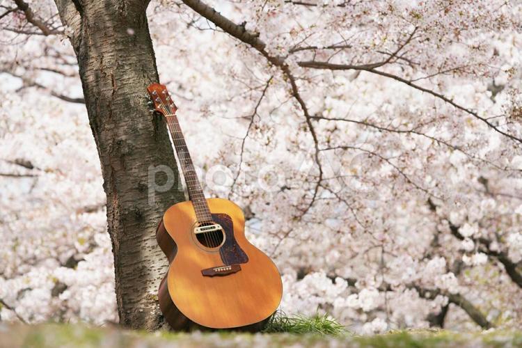 ギターと桜 桜,さくら,ギターの写真素材