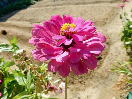 【花の写真】 ヒャクニチソウ(百日草) 【花の写真】 ヒャクニチソウ(百日草)の写真