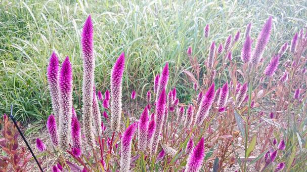 セロシア（ケイトウ）の花 セロシア,ケイトウ,秋の写真素材