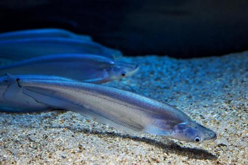 コモンシートフィッシュ コモンシートフィッシュ コモンシートフィッシュ,水族館,アクアリウムの写真素材