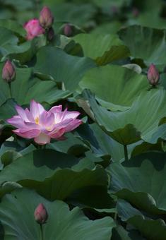Photo, a lotus, plant, flower, 