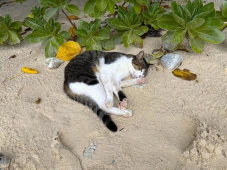昼寝してた野良猫昼2 昼寝してた野良猫昼2 野良猫,猫,三毛猫の写真素材