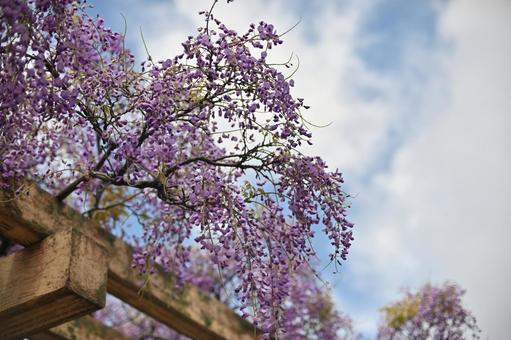藤の花 藤の花の写真
