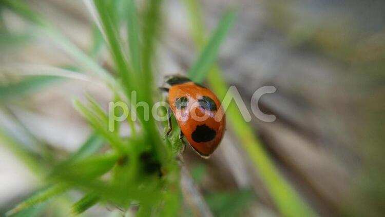 葉の上を歩くテントウムシ テントウムシ,てんとう虫,ナナホシの写真素材