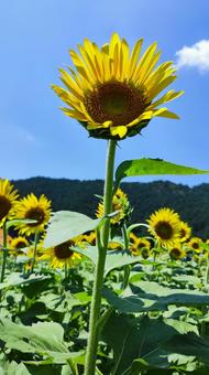 夏を抱きしめる花畑 夏を抱きしめる花畑の写真