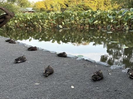 蓮池のかるがも 蓮池のかるがもの写真