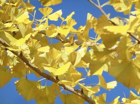 日を浴びるイチョウの葉のクローズアップ イチョウ,銀杏,葉の写真素材